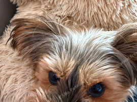 Yorkshire terrier