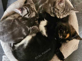 3 kittens need a new home