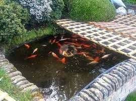 Pond goldfish for sale
