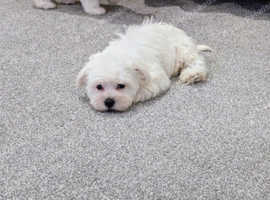 Sweet Maltese Puppies Looking for Their Forever Homes!