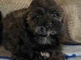 CAPTIVATING, CUTE AND CUDDLY SHIHPOO PUPPIES - PERFECT LITTLE FAMILY PETS