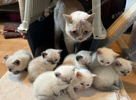Colourpoint British shorthair