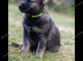 Czech shepherd puppy wanted