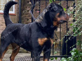 Kc registered sale rottweiler puppies