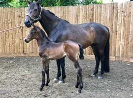 Top quality Hanoverian filly born 21/6/22