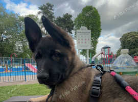 11 week old female german sheperd