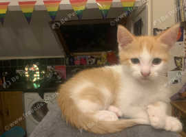 Three ragdoll cross kittens