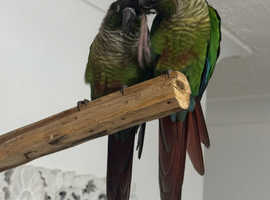 PLEASE Help Save lives of many Exotic Animals!