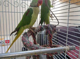 Alexandrine parrot (Pair)
