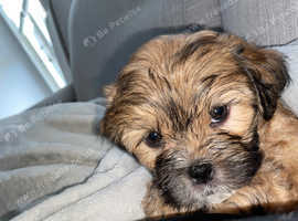 Lhasa poo for store sale near me