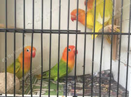 OPALINE FISCHER LOVEBIRDS, breeding pairs, young pairs,young