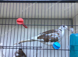 Trio of pied ringneck doves