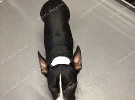 Bull terrier