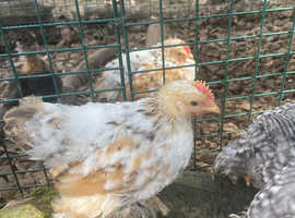 Free chicks for a good home