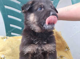 12 german shepherd puppies