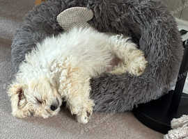 Bichon Frise female puppy