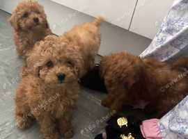 miniature poodle puppy's for sale
