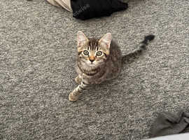 Male kitten ready to go!