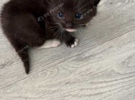 Kitten