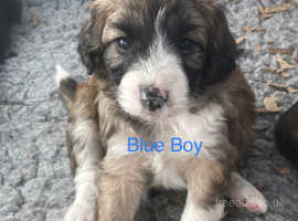 Border collie best sale cross poodle puppies