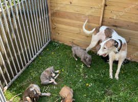 Bedlington whippet x collie whippet greyhound.