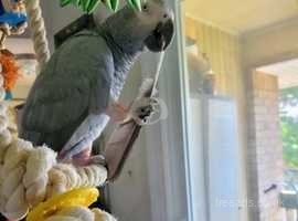 Female African grey parrot