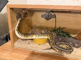 Python for sale