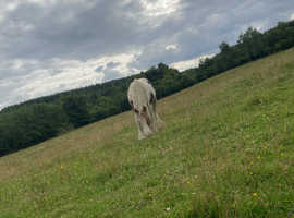 Field / Grazing Wanted