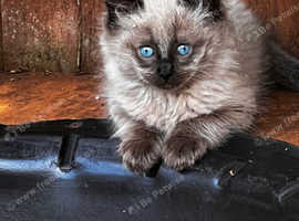 Beautiful mink ragdoll