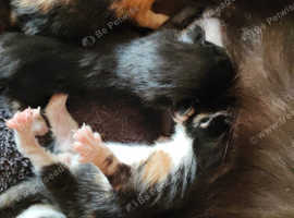 4 beautiful kittens for sale