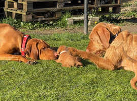 Beautiful Purebred Hungarian Puppies