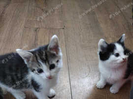 Kitten