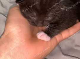 3 kittens for sale