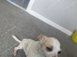 1 year old jackawawa for sale