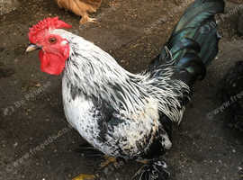Chicken male