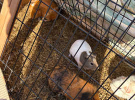 2 male guinea pigs and hutch