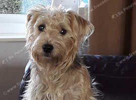 Pups due 13th june.