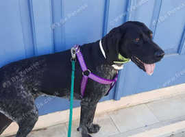 Gorgeous Happy needs her forever home