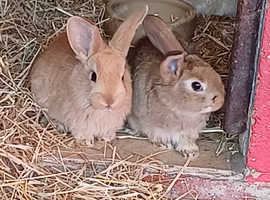 Fluffy baby rabbits for sale