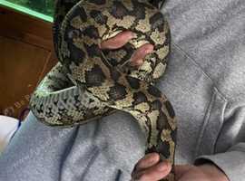 2 inland carpet pythons and setup