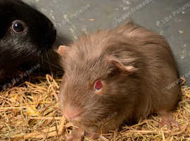 Silver albino fox guibea pig sow 8 weeks