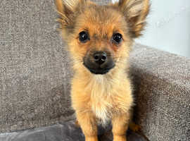 Pomchi puppy