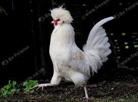 Polish Bantam