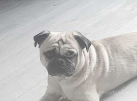 6 year old pug for sale