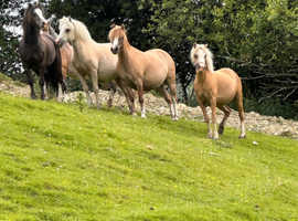Various ponies available for loan