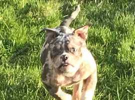 Exotic bully female