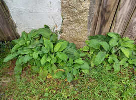 FREE PLANTS Native Foxgloves & Flag Iris
