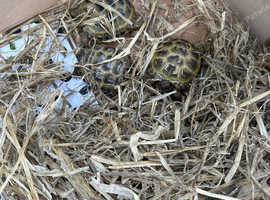 Horsefield Tortoise 2 Available in Wigan on Freeads Classifieds ...