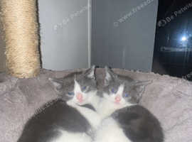 Female kitten
