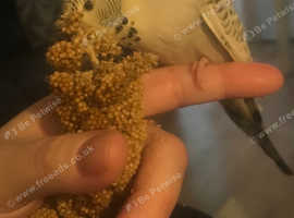 Baby budgie tame